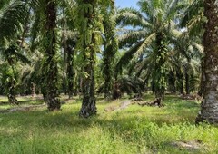(Zoning Residential) 10.688 Acre Agriculture Land At Pekan Nanas,Pontian