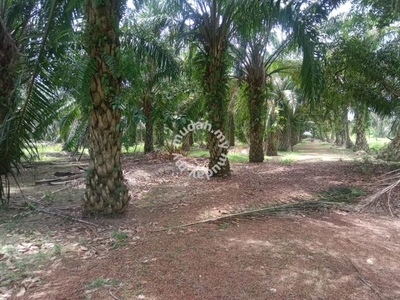 1 Ekar Tanah Tanaman Pokok Sawit Kg Serom 1 Sungai Mati Ledang Johor