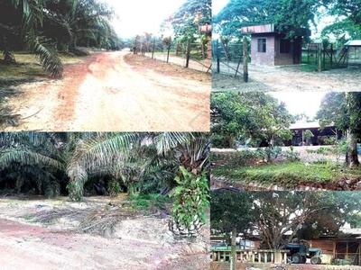 1075 acre Oil Palm Kelapa Sawit Land for Sale in Gerisek Freehold
