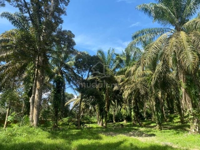 Junjong @ Kedah Agriculture Land (Oil Palm)