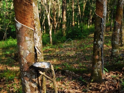 Rubber plantation for lease