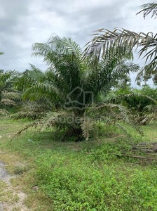 Freehold Agriculture Oil Palm Farm Nyalas Jasin Melaka For Sale