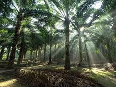 3 Acres Agricultural Land, 15 + years Oil Palm, Brisu, Alor Gajah