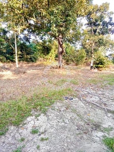 (30MINS FROM GOMBAK! CHEAP) Agriculture Land With Durian, Bentong