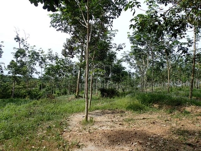 Agricultural Land | Freehold | Non Bumi Lot | Individual Title