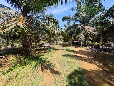 Freehold Agriculture Land (Palm Oil Tree) In Siputeh For Sales