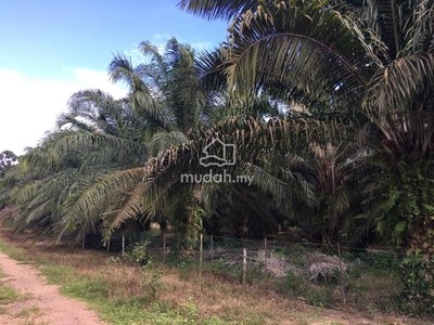 FREEHOLD Jasin Agriculture Land For Sale Kampung Simpang Kerayong