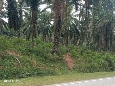 Jasin-Nyalas Freehold Frontage Main Road Oil Palm Land