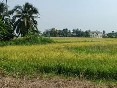 Tanah Bendang Di Sungai Berembang, Perlis (Berhampiran Pantai)