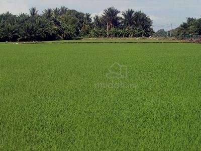 Tanah padi untuk dijual