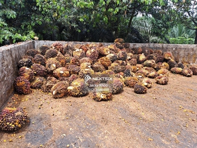 Malaysia, Kelantan, Gua Musang 1291 Acres Oil Palm Estate Company for Sale