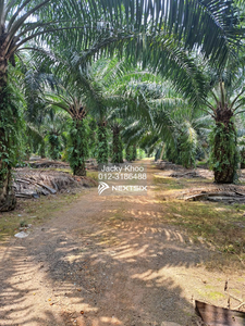 Sijangkang, Batu 7, Teluk Panglima Garang巴生 10 Acres Agriculture Land For Sale 待售农业用地 10 英亩