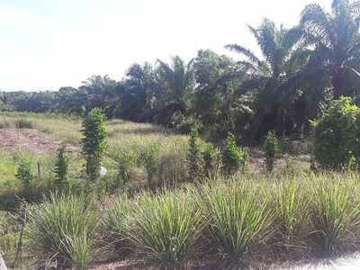 Agricultural Land for sale in Kuala Selangor