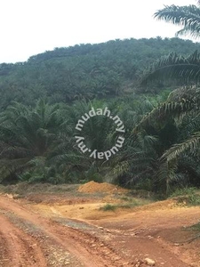 Pahang Kuala Lipis Ladang Penjom 5400 acres Palm Oil Plantation Land