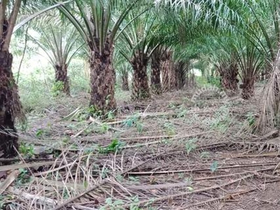 Gelang Patah Mukim Jelutong Agricultural Land Tanah Pertanian Sawit