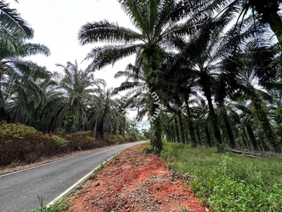 Kota Tinggi Mawai Freehold Oil Palm Land Tanah Pertanian Kelapa Sawit