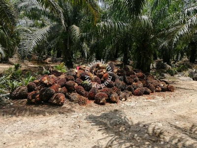 Fruitful 188.78 acres Palm Oil Estate for Sales