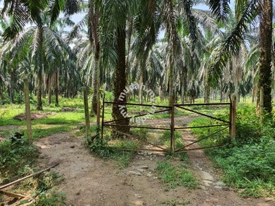 32.29 Acres Oil Palm Land (2nd Lot) for sale in Sungai Siput, Perak
