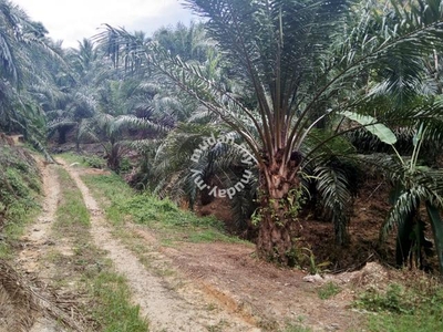 4.299 Acres Oil Palm Land for sale in Sungai Siput, Perak