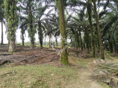 5 acres Palm oil land at Chenderong, Batu gajah Perak
