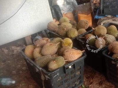 9 acres Raub sungai klau durian land