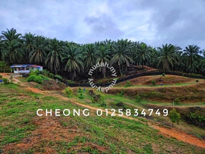 an agriculture land (durian+ oil palm, 38 acres) nearby sungai siput,