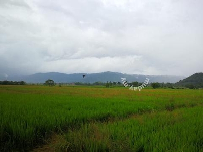 Beautiful paddy field land for sale with views of nearby hill.