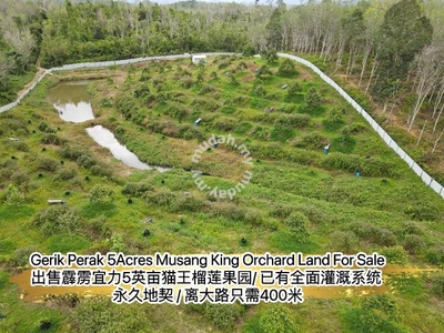 Gerik Perak 5acres Musang King Durian Land For Sale/出售霹雳宜力5英亩猫王榴莲果园
