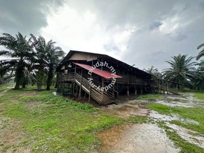 HASIL 300 TAN SEBULAN ! Tanah Kelapa Sawit di Kampung Selamat, Taiping