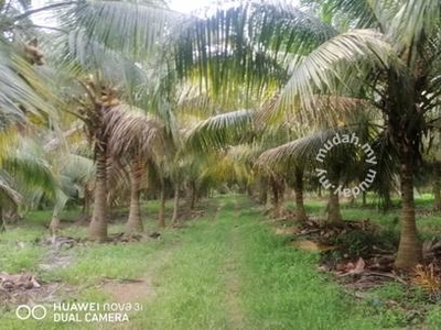 Nice KRUBONG Coconat Trees FREEHOLD Land