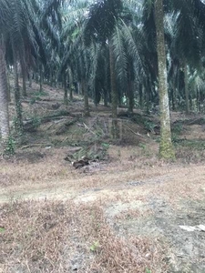 Machang Bubok Agriculture Land Palm Oil Plantation 10.8 Acres For Sale