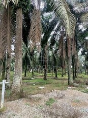 7.23 Acres Oil Palm Land, Freehold, Non Bumi Lot, Lukut, Port Dickson