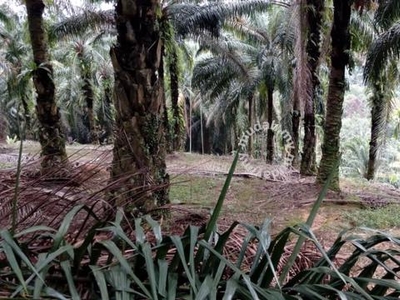 2.29 acres Agricultural for sale | Junjung | Kulim | Kedah