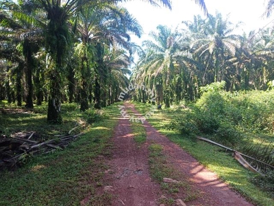 Gopeng Freehold agriculture land for sale