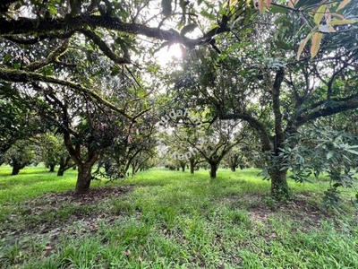 Harumanis & Sala Orchard Land for Sale