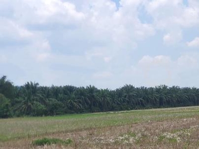 Padang Lembu, Pendang Kedah Agricultural land for sale