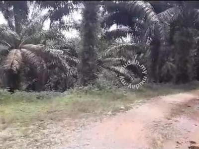 Perak Kuala Kangsar Sungai Siput 471 acres Palm Oil Land for SALE