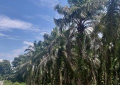 segamat 1775 acres palm oil