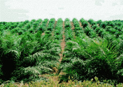 Palm oil land investment Rent Malaysia