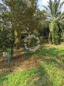 Agriculture Land for SALE Kulim, Mukim Junjong