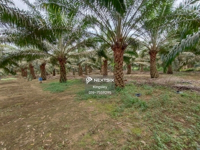 Durian Farm And Oil Palm Land Kangkar Pulai Johor