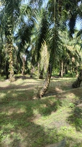 Batang Berjuntai Land for Rent