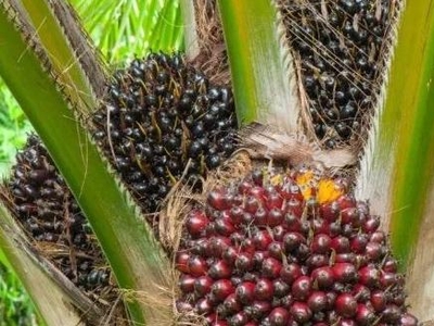 sabah beaufort oil palm plantation farm for sale