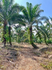 Agricultural land for sale Kg Parit Tengah Pontian 3 Ekar