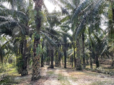 Below Market Freehold Siputeh/Pusing Palm Oil Land, Great for Durian