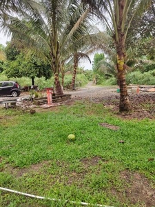 Coconut smallholding for rent / joint venture