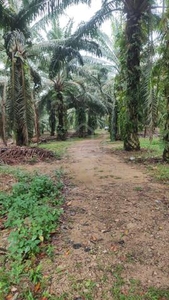 First Layer land oil palm mukim grisek daerah tangkak for sell