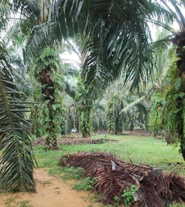 Kampung Grisek, Gerisek, Tangkak, Oil Palm Agriculture Land 5.65 acres