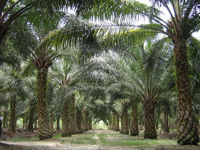 Oil Palm Land, Tanah Sawit 5 Ekar, Muar, Bukit Pakri, Johor, Freehold