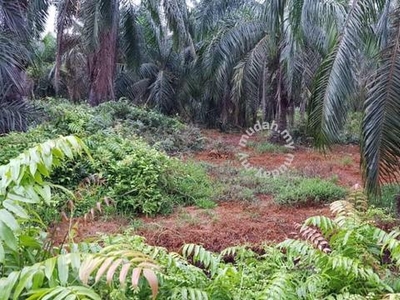 Kebun Kelapa Sawit Jalan Abdul Rahman Ulu Serom 4 Muar Johor